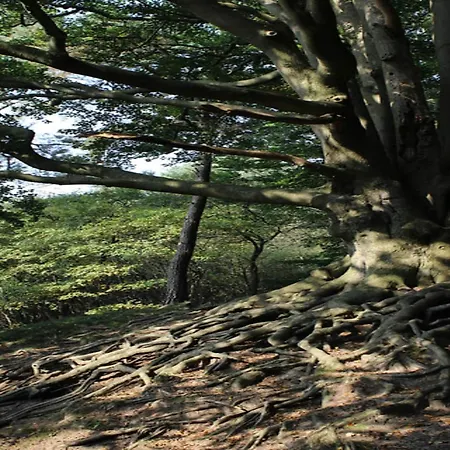 Nyaraló In Veluwe With Sauna Voorthuizen