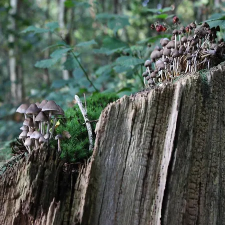 Nyaraló In Veluwe With Sauna Voorthuizen