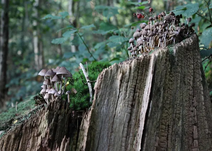 Holiday home In Veluwe With Sauna Voorthuizen